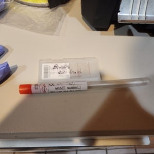 mold direct sample